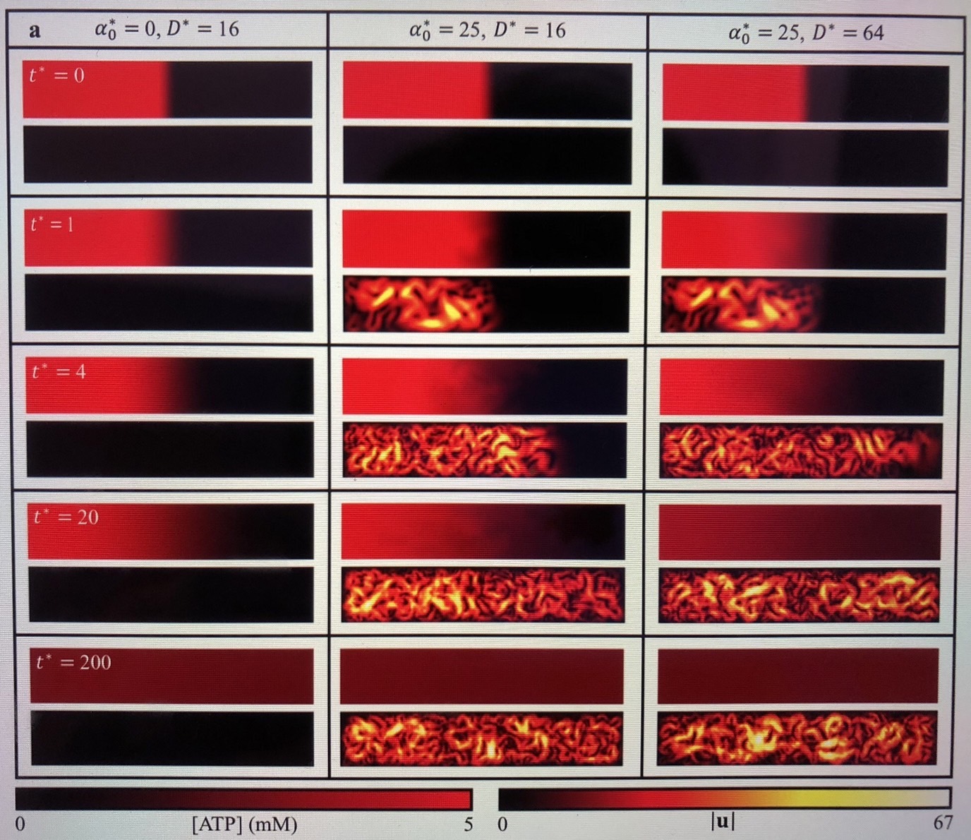 擅長計算流體動力學的闕志哲以豐厚的經驗指導研究團隊建立活性流體理論與數值模擬，並導引分析系統性的估算（diffusion mixing time），最後再與團隊的實驗做相互對比，成功完善本次研究。